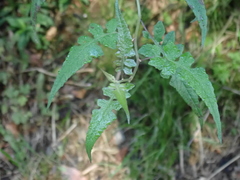 Senecio scandens incisus