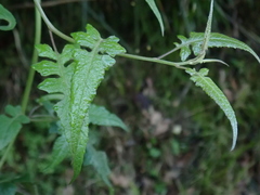 Senecio scandens incisus