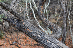 Populus fremontii fremontii