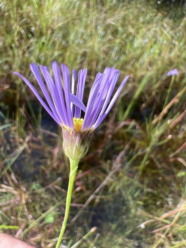 Image of Symphyotrichum chapmanii by no rights reserved