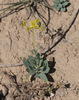 Haplophyllum ferganicum - Photo (c) Вячеслав Юсупов, some rights reserved (CC BY-NC), uploaded by Вячеслав Юсупов