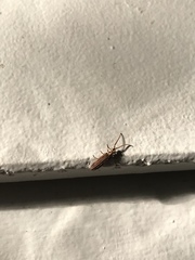 Prolixocupes lobiceps