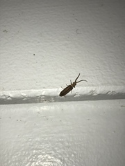 Prolixocupes lobiceps