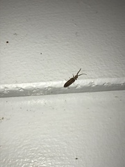 Prolixocupes lobiceps