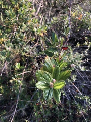 Ceanothus thyrsiflorus obispoensis