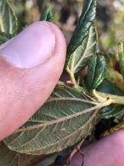 Ceanothus thyrsiflorus obispoensis