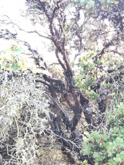 Arctostaphylos osoensis