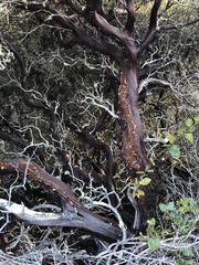 Arctostaphylos osoensis