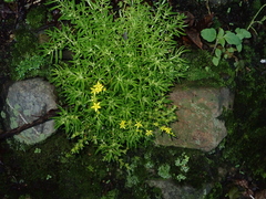 Sedum mexicanum