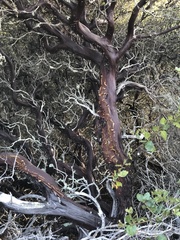 Arctostaphylos osoensis