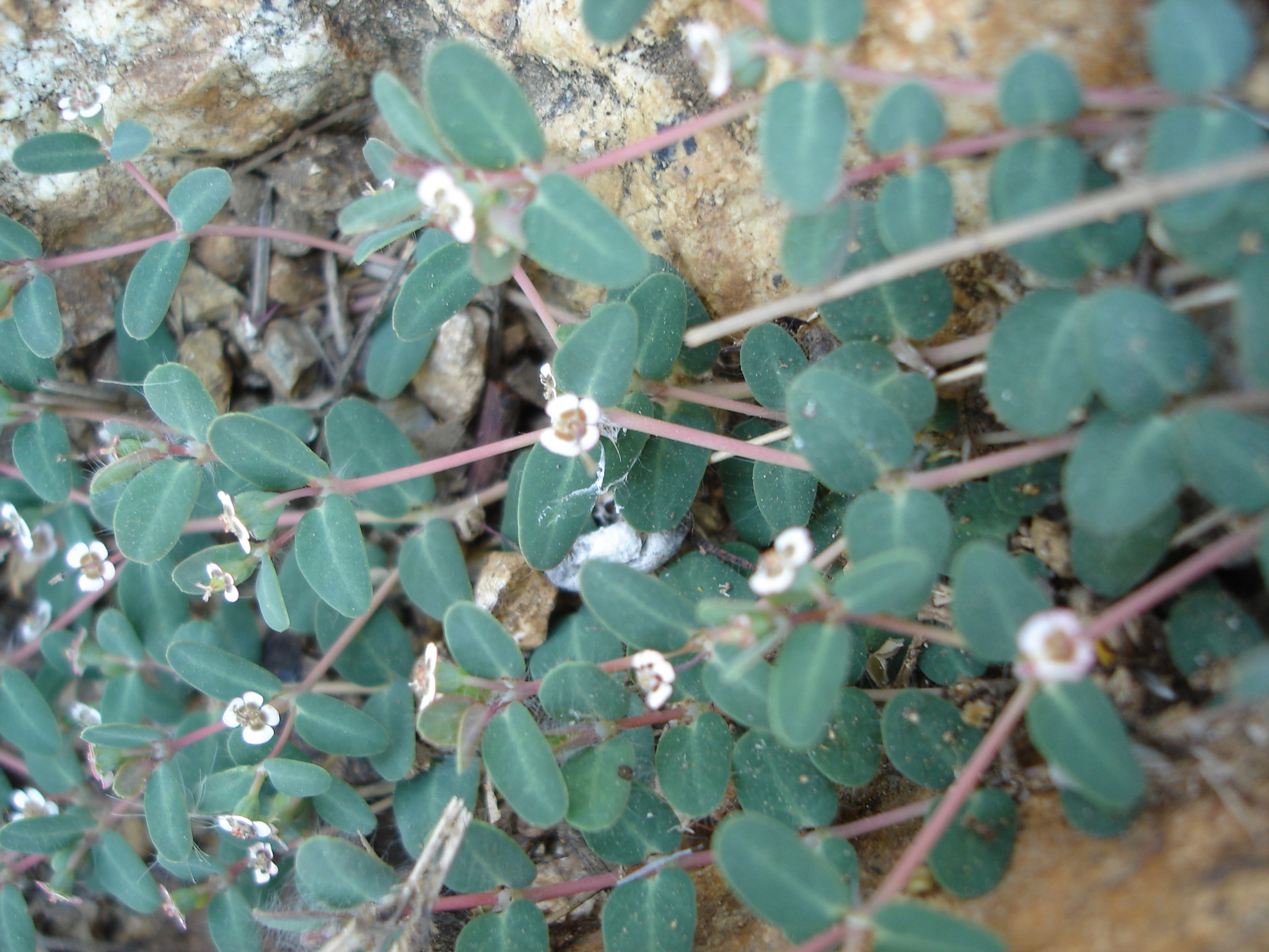Euphorbia seleri