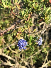 Ceanothus papillosus