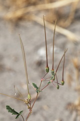 Erodium oxyrhynchum