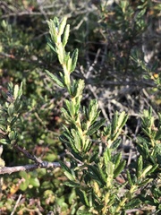 Ceanothus papillosus