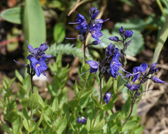 Veronica cusickii