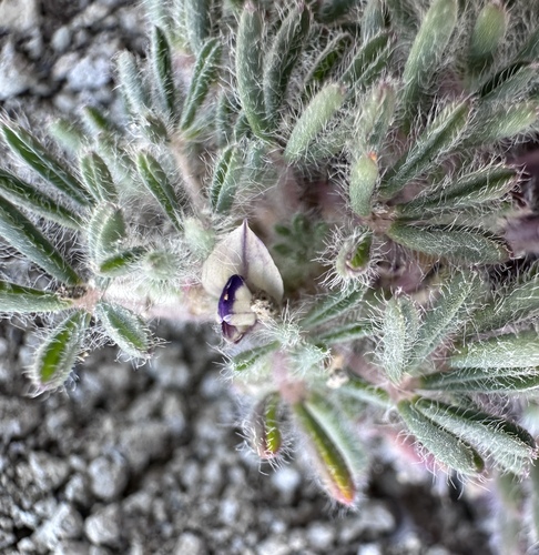 Image of Lilliput Lupine (Lupinus uncialis) by (c) Matt Berger, some rights reserved (CC BY)