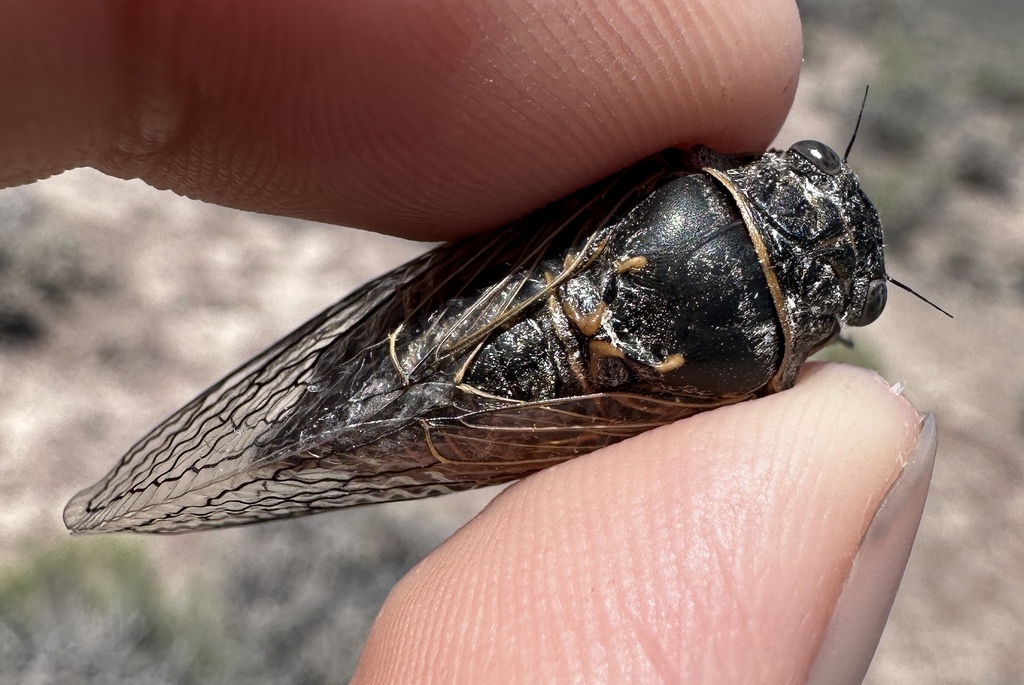 Okanagana annulata