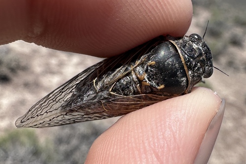 Okanagana annulata