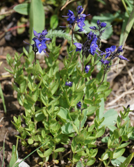 Veronica cusickii