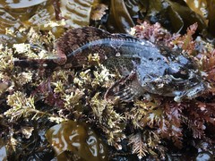 Hemilepidotus hemilepidotus