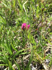 Castilleja lassenensis