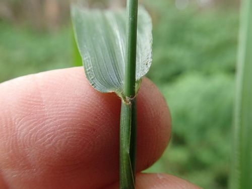 Image of Paspalum mandiocanum by no rights reserved
