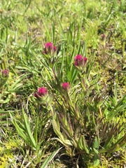 Castilleja lassenensis