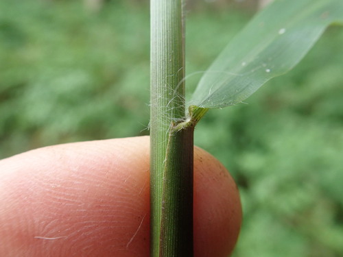 Image of Paspalum mandiocanum by no rights reserved