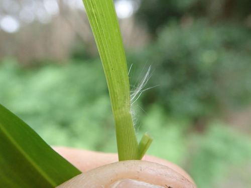 Image of Paspalum mandiocanum by no rights reserved