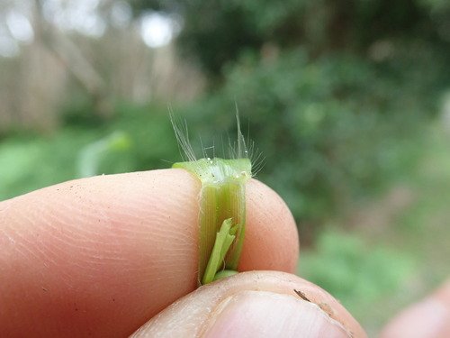 Image of Paspalum mandiocanum by no rights reserved