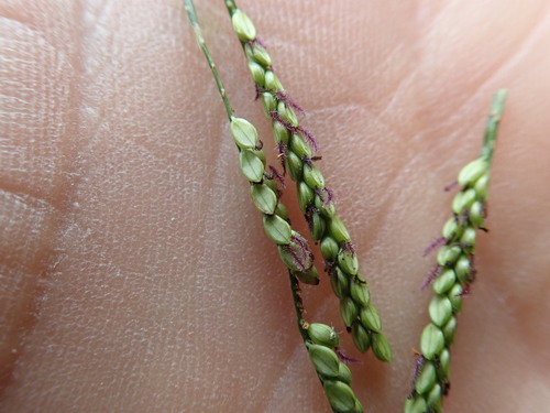 Image of Paspalum mandiocanum by no rights reserved