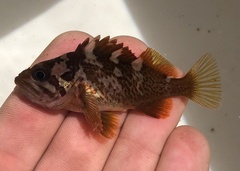 Gopher Rockfish photo 4