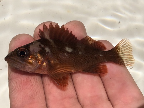 Copper Rockfish