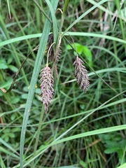 Carex lyngbyei