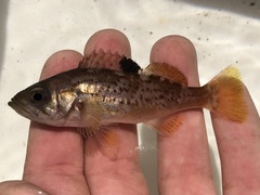 Yellowtail Rockfish photo 3