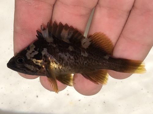Gopher rockfish (Sebastes carnatus) — Sebastidae — 2