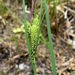 Lagoon Sedge - Photo (c) John D Reynolds, some rights reserved (CC BY-NC), uploaded by John D Reynolds
