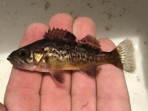 Black Rockfish