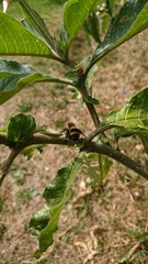 Bombus robustus