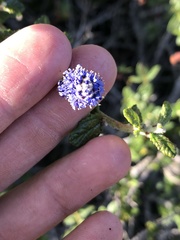 Ceanothus papillosus