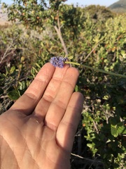 Ceanothus papillosus