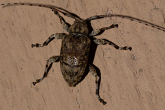 Leptostylopsis terraecolor