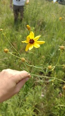 Coreopsis tripteris