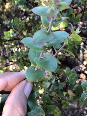 Arctostaphylos osoensis