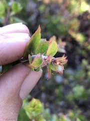 Arctostaphylos osoensis