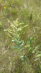 Solidago rigida