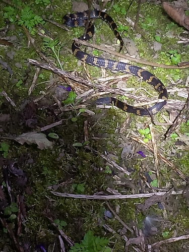 Atractus ukupacha