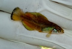 Darkedged Splitfin photo 1