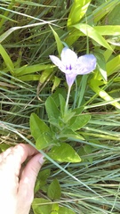 Ruellia humilis
