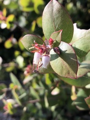 Arctostaphylos osoensis
